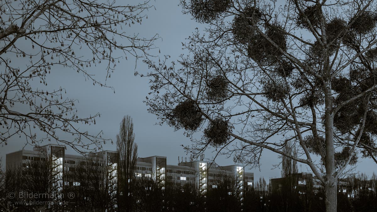 Nachtaufnahme „Mit Misteln bewachsener Bäume„
